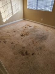 carpet with pet stains