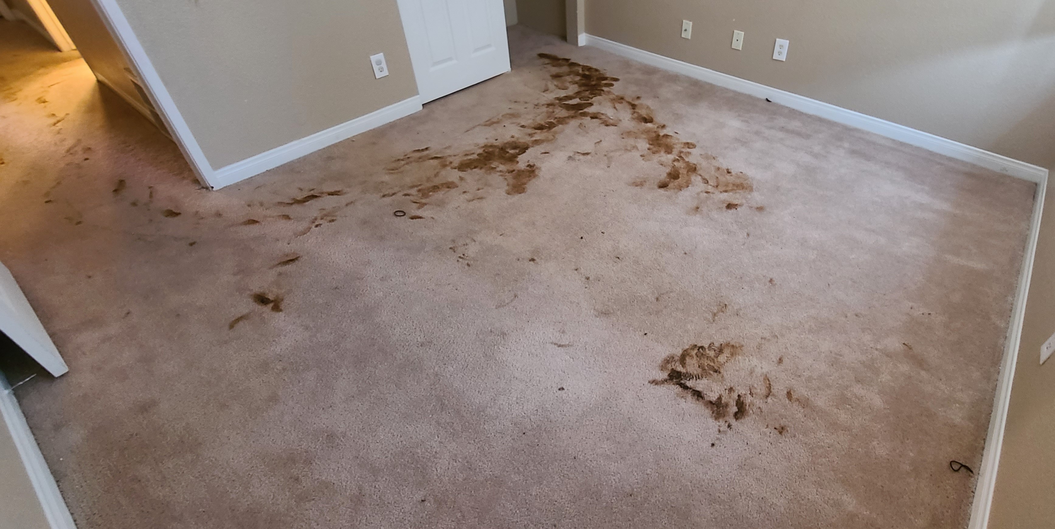 Pet Stain Removal Las Vegas | Gallery