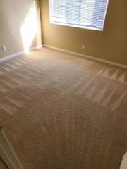 carpet after pet stain removal