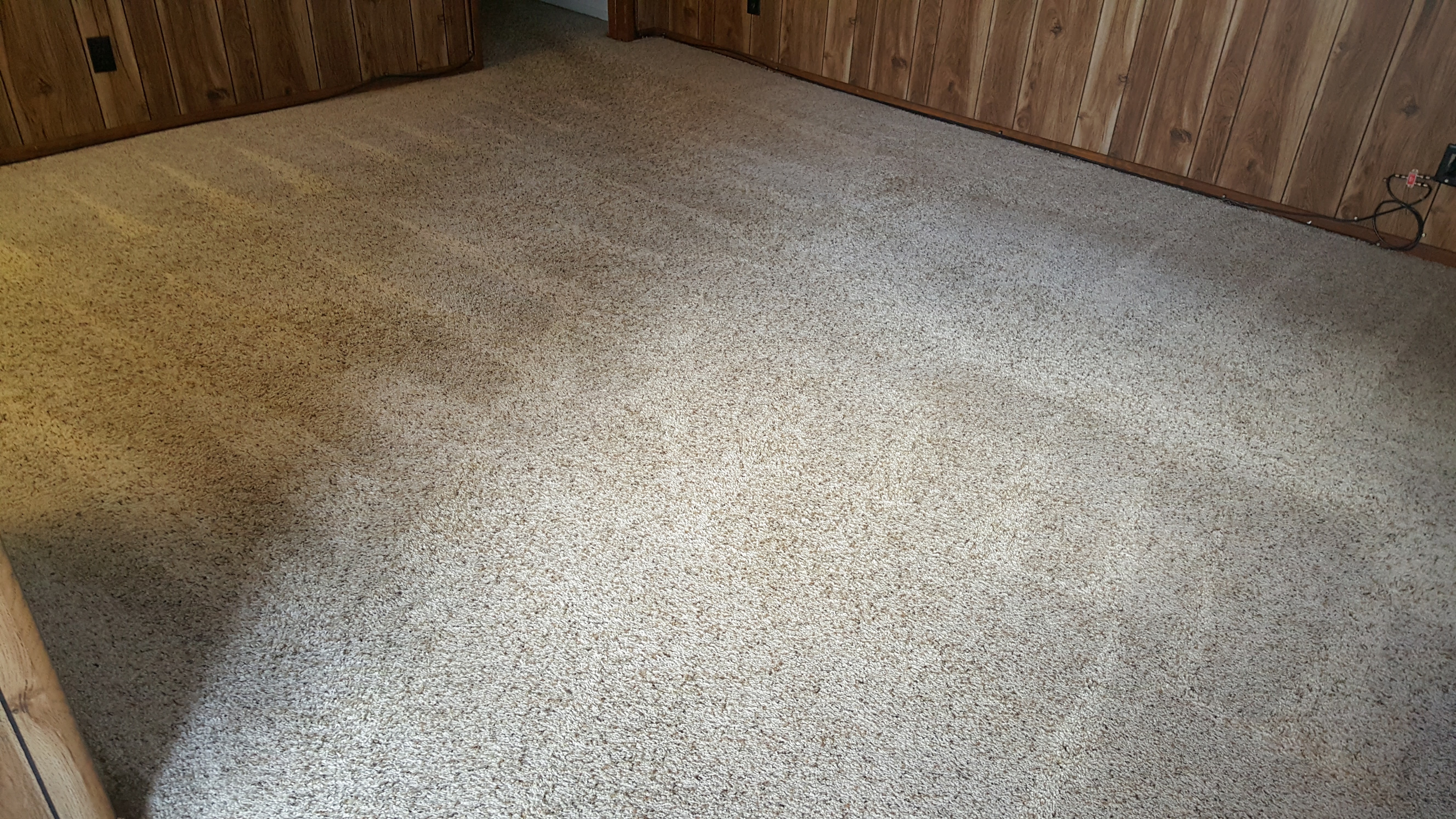 pet stain removal